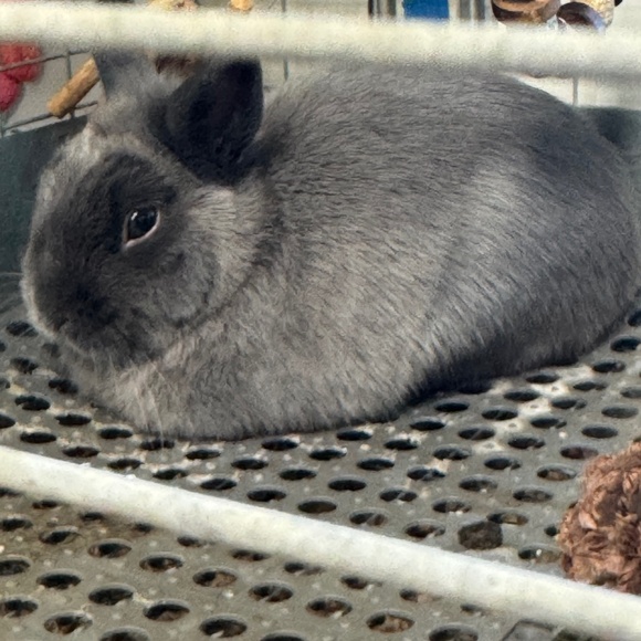 Meet your Posher, Breanna - Picture 1 of 1